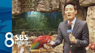 '귀한 앵무새 알' 2억 주고 샀는데…부화하니 '삐악' / SBS