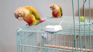 코뉴어 망고 지돌이♡