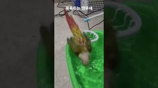목욕하는 앵무새 #parrot #birds #코뉴어 #동물 #반려동물 #cute #pets #animals