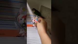 우리집 쫄보의 일상 #이쮸#코뉴어#쫄보