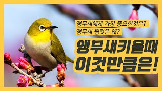 앵무새키우기! 앵무새 아이들 키울때 꼭 신경써야 하는 이것! 에코특수동물병원