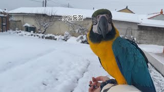 청금강 앵무새 도일이의 첫 눈!⛄ 눈 쌓인 시골에서의 …