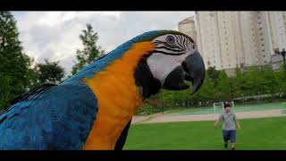 청금강(청단이),홍금강(홍단이)앵무새 호출훈련 Macaw parrot outdoor training@
