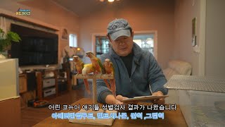 애교많고 예쁜 코뉴어앵무새 분양합니다