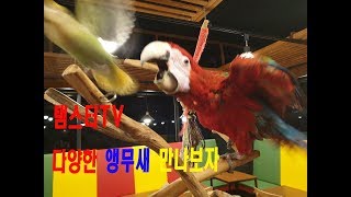 다양한 앵무새들 만나보자!!(홍금강 귀요미)