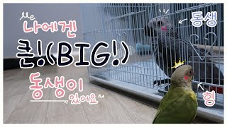 회색앵무를 데려왔다고? 누구 맘대로! 삑ㅣ메아리가 동생이 생겼어요^^