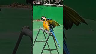 날이좋아서  청금강 청일이  앵무새샤워