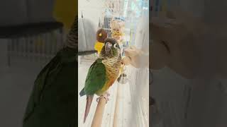 #앵무새 #앵무새랄라 #랄라 #코뉴어 #앵무 #코뉴어앵무새 #parrot #쇼츠 #옐로우사이드 #질문