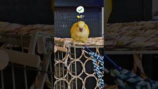요즘 말하기시작하는 레몬이 ㅎㅎ #루티노퀘이커 #모란앵무 #퀘이커앵무새 #앵무새 #앵무새레몬#앵무새목욕