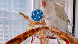 [퀘이커앵무 일구]딸랑딸랑~ 이 공에서 나는 소리인가.…