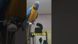 고개 숙여 인사하는 청금강앵무새 루카
