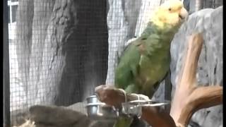 노란머리아마존앵무 개인기