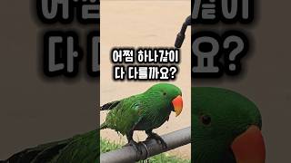 시원하라고 물을 뿌려줬더니 반응이 다 달라요 #앵무새 #7마리