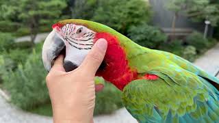 [루카의모험] 불금에 할리퀸 마카우 루카가 …