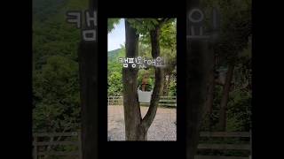 ▪︎신난다 이윈디 #반려새 #반려조 #코뉴어 #앵무새 #내이름은이윈디