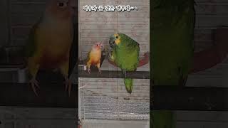 [예삐]고추강탈                       #말하는앵무새#먹방#parrot #아마존 #예삐 #cute
