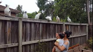 호주시드니 코카투 앵무새 australia cockat…