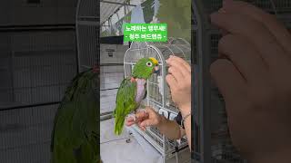 노래하고 말하는 앵무새 보고가세요! #노래하는앵무새 #…