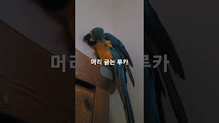 머리긁는 루카 #청금강 #청금강앵무새 #마카우 #parrot #macaw #앵무새 #동물 #반려동물 #애완동물 #animal #루카 #산책