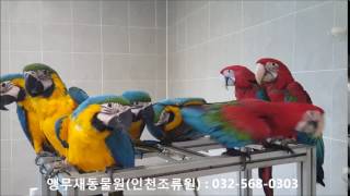 [앵무새수입] - 금강앵무(홍금강, 청금강 애기들, 번식조) 앵무새동물원(KOREA BIRD ZOO)