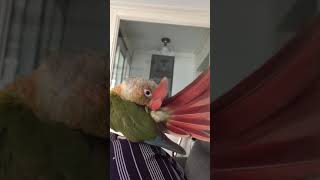 깃털 단장하는 소망이(코뉴어)