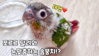 쓰담쓰담 해달라며 쪼르르 달려와 배솜털 내미는 아기앵무…