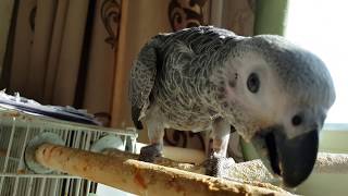 우리 춘심이 레드펙터인가요? 회색앵무 춘심이