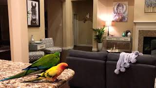 Severe macaw talking