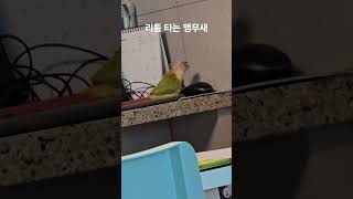 리듬 타는 앵무새 #parrot #birds #cute…