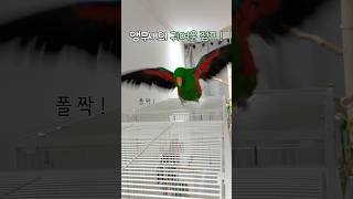 앵무새의 귀여운 점프! 폴짝!                    #뉴기니아#앵무새#뉴기니아앵무새 #eclectus #eclectusparrot #parrot #shorts