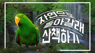 앵무새산책 앵무새 키우기! 또다른 즐거움