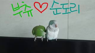 [짤~영상]퀘이커앵무새 순도리♡부츄 (들이대는 부츄ㅋㅋㅋ오빠야~♡)