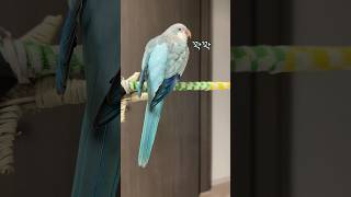 거위됐꾸 #퀘이커앵무송꾸꾸