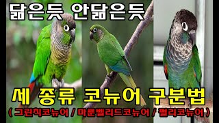 코뉴어정보_세 종류 코뉴어 구분방법(그린칙코뉴어 / 마룬벨리드코뉴어 / 펄리코뉴어)
