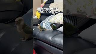 신나서 춤추고 노래하는 코뉴어 앵무새 남매#shorts #앵무새 #코뉴어 #conure