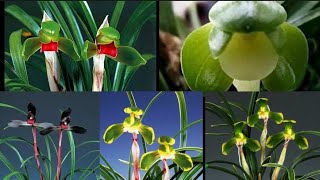 1월31일 월요일 좋은 품종들 10분 준비했습니다