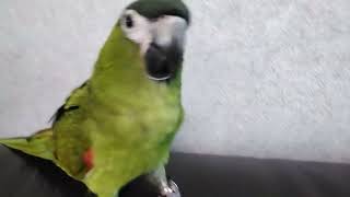 말하는 앵무새 #미르 #한스마카우 #이미르