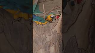 Adorable Blue and Gold Macaws Enjoy Snack Time  | Cute Parrots Eating