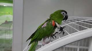 꽁패.앵무새.한스마카우.뽀미.한나.윙컷.2022.12.…