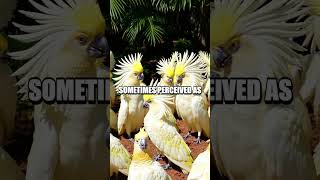 Understanding the Lesser-Known Language of Pet Cockatoos