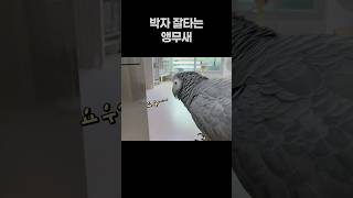 박자 잘 타는 앵무새  회색앵무 잠바  #parrot #반려동물