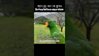 [지구] 개인기 있는 새가 너무 많아요 / So many bird have unique talents