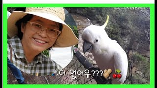 (전원생활) 세상에 이런일이...야생 앵무새를 부르는 …