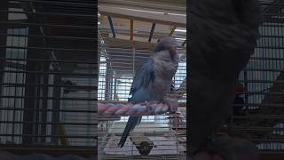 [퀘이커 앵무] 아 예뻐 #parrot #quakerparrot #공주병 #까꿍이