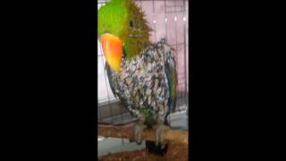 self-injury Eclectus parrot therapy course 65 (자해하는 뉴기니아앵무새 치료과정 65)