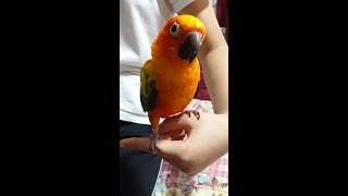 앵무새들의 특징과 소음크기 1 (썬 코뉴어) Characteristics and noise size of parrots 1 (Sun Conure)