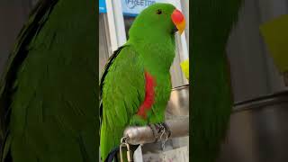 #뉴기니아앵무새 #럭키 #럭키아빠