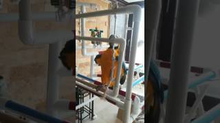 앵무새 청금강 매커우 놀이터 그네 타기