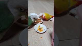 코뉴어앵무새 Vlog _새벽2시 반에 행자 새장탈출사건…