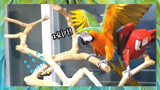 앵무새들이 드론을 만났어요~ 아이들은 어떤반응을 보일까? / 쿠키영상있어요